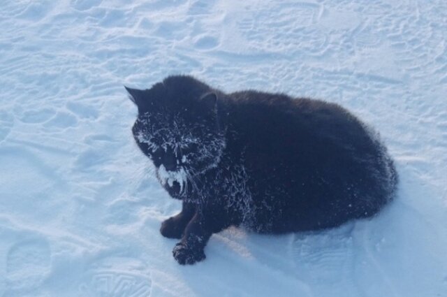 Фото: Приют для кошек "Матроскин"