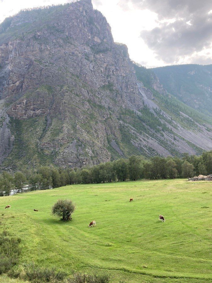 Алтайский лужок Фото Я. Бородина