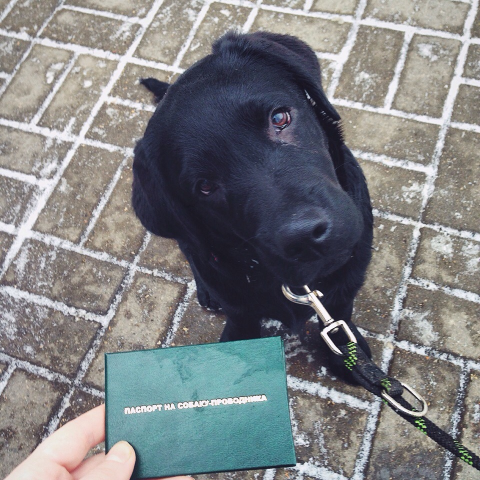 Собака-проводник — более корректное название собаки-поводыря, но менее привычное