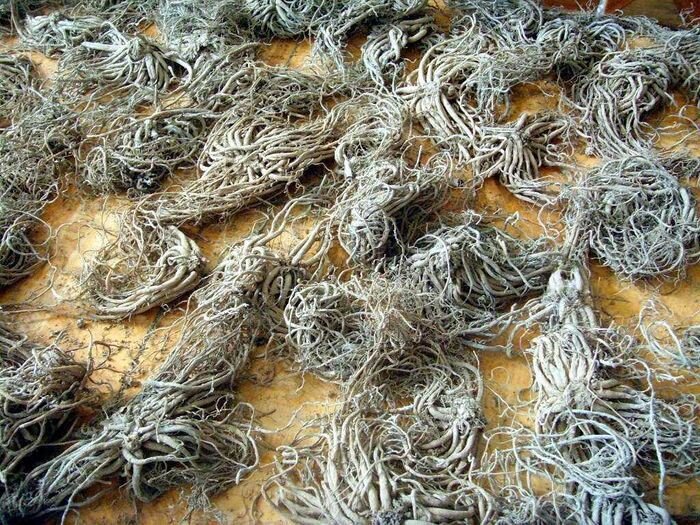 Корень валерианы