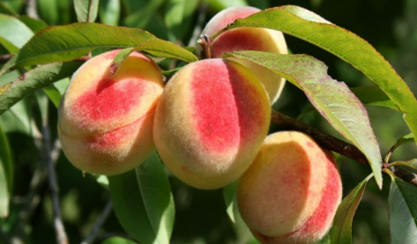 САЖЕНЦЫ ПЕРСИКА ХАСАНСКИЙ