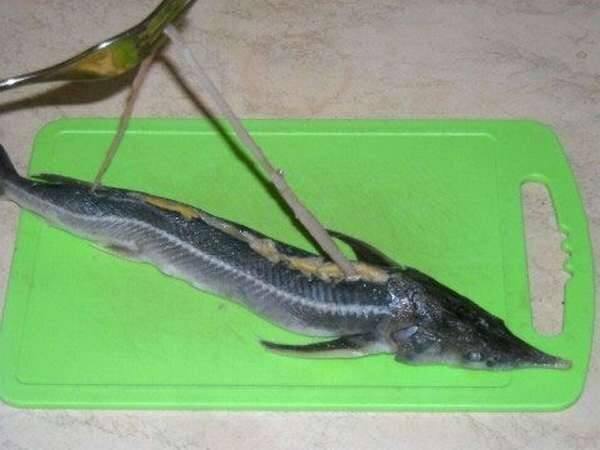 Хорда 