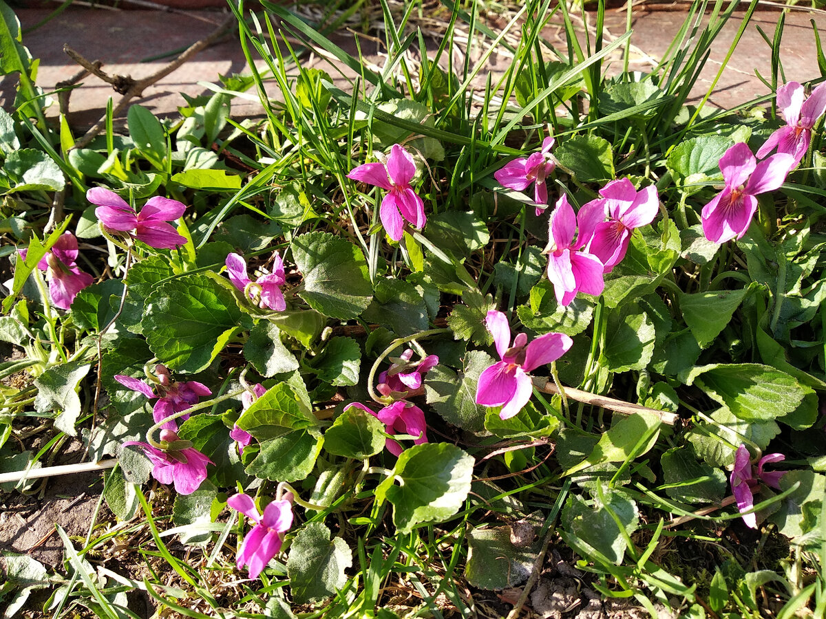 Фиалка сестринская Рубра (Viola Rubra) ???