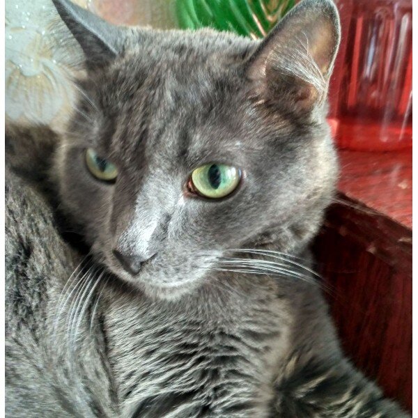 Наш кот. Он живёт с нами уже 13 лет