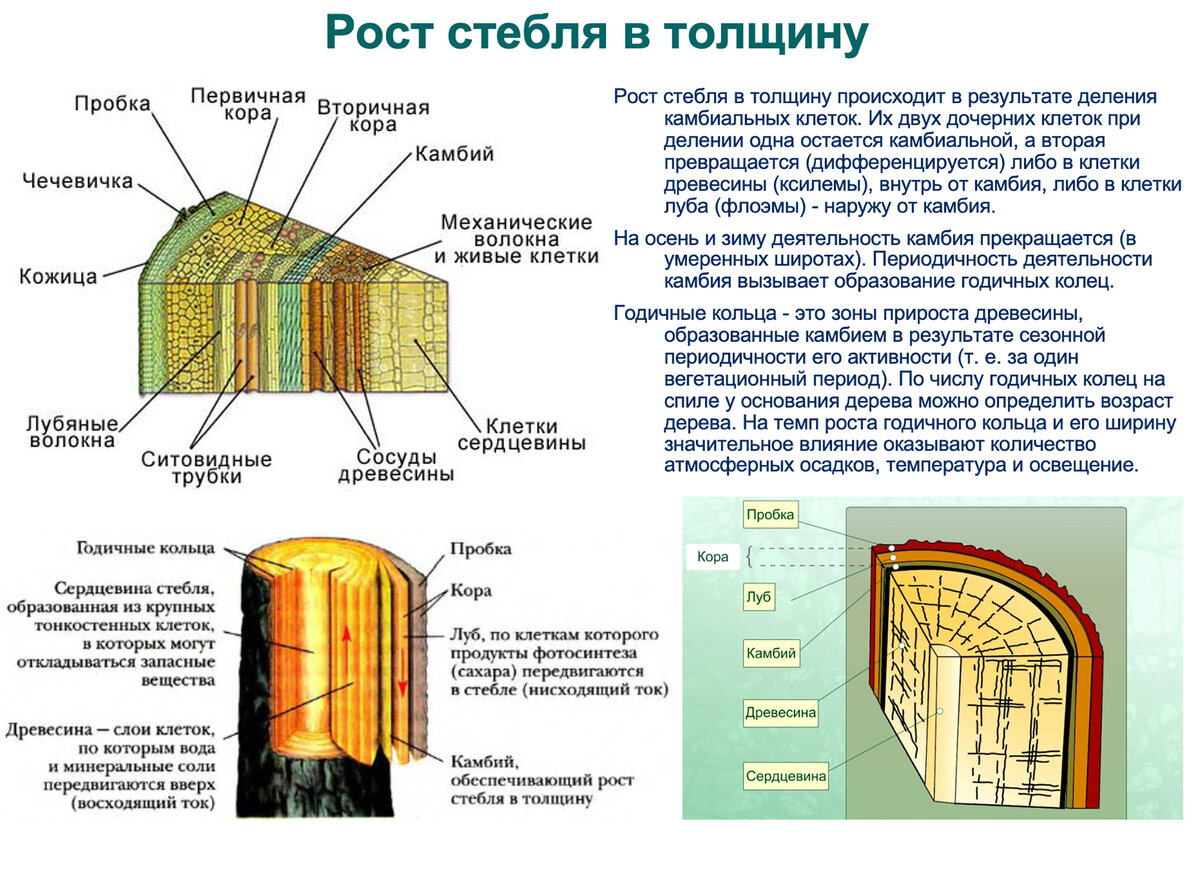 Какую функцию выполняют сердцевина многолетнего стебля растений