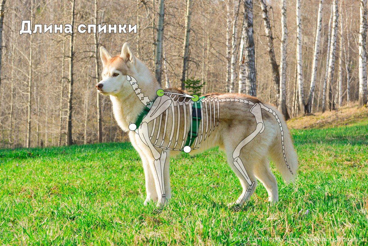 купить корректирующую шлейку Easy Walk