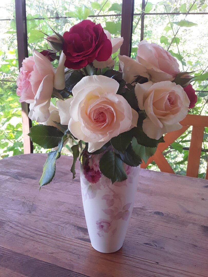 Любимые плетистые розы: Palais Royal, Pierre de Ronsard и Flammentanz