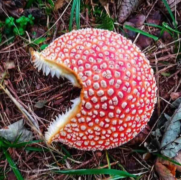 Фото © Reddit / mr_shai_hulud