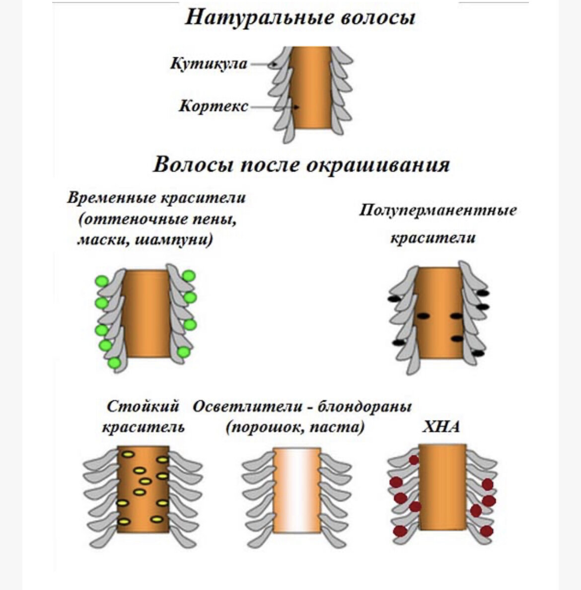 Воздействие красителей на волосы