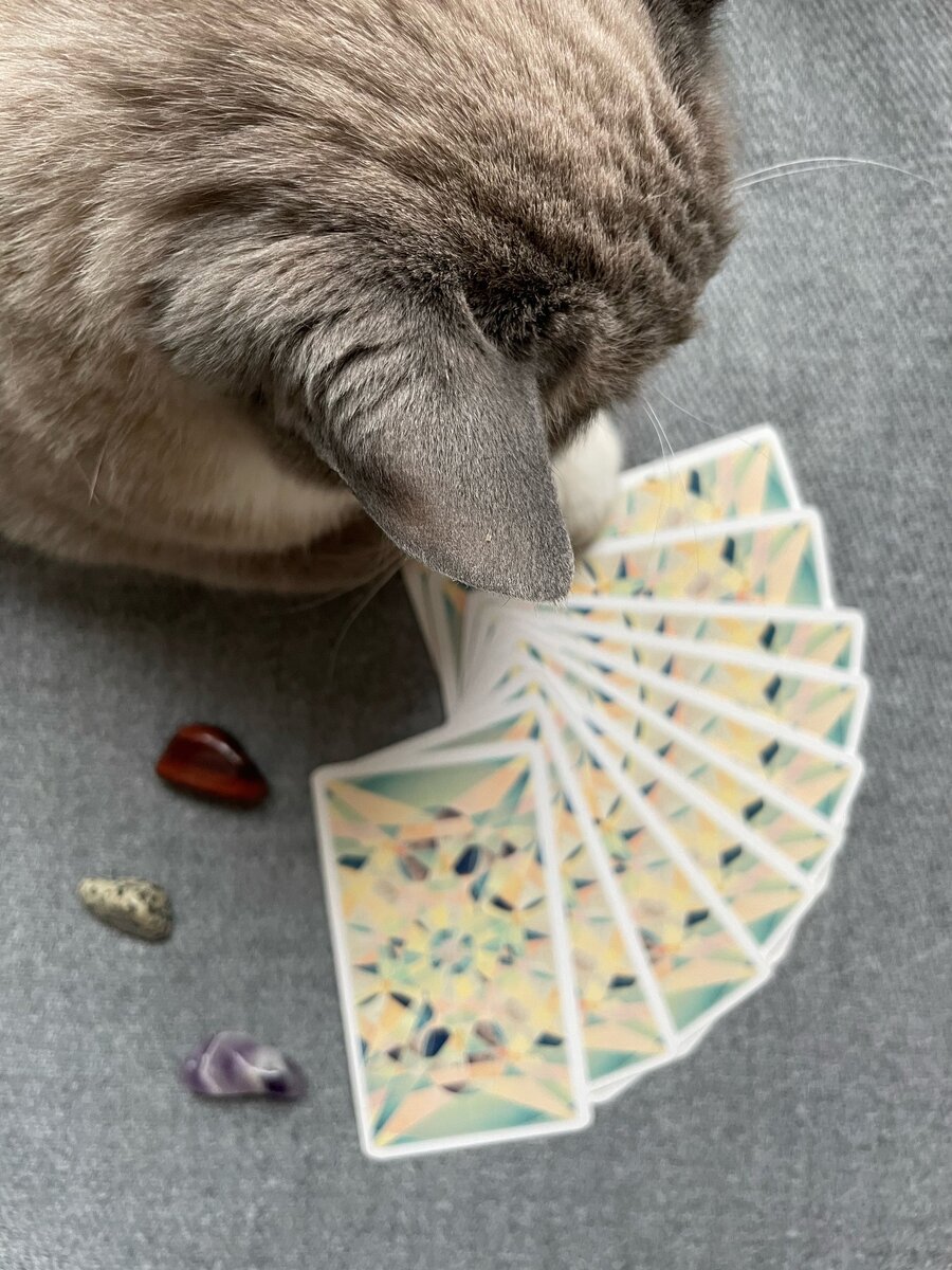 ✨Мистер Кот✨