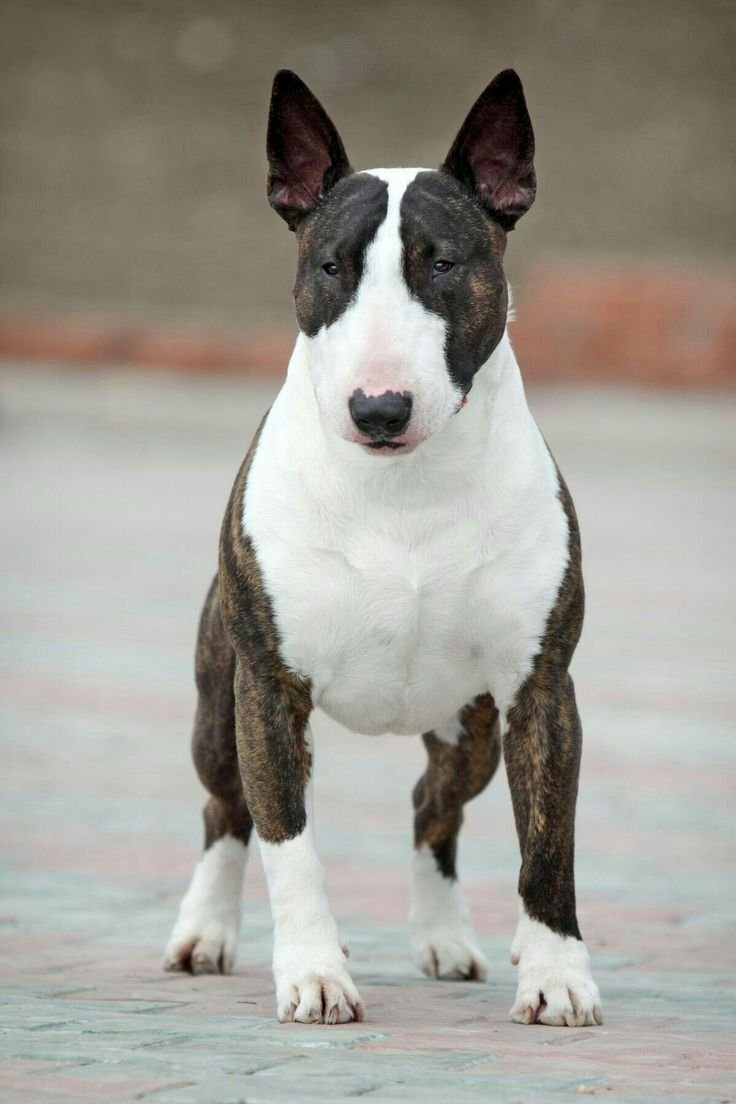 Американский Буль  