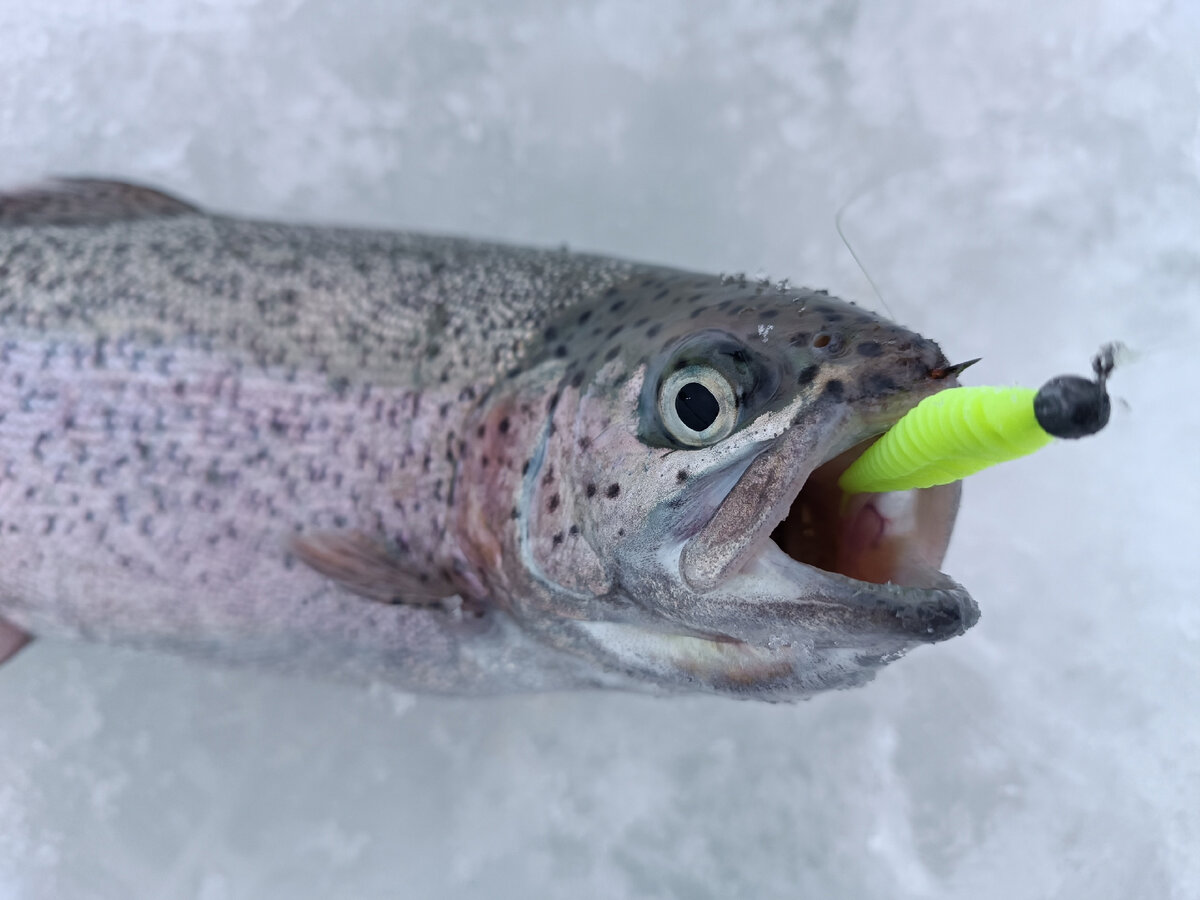 Форель со льда. Мормышки для зимней рыбалки на форель. Монтаж на форель на платниках зимой. Форель со льда. Оснастка зима форель.