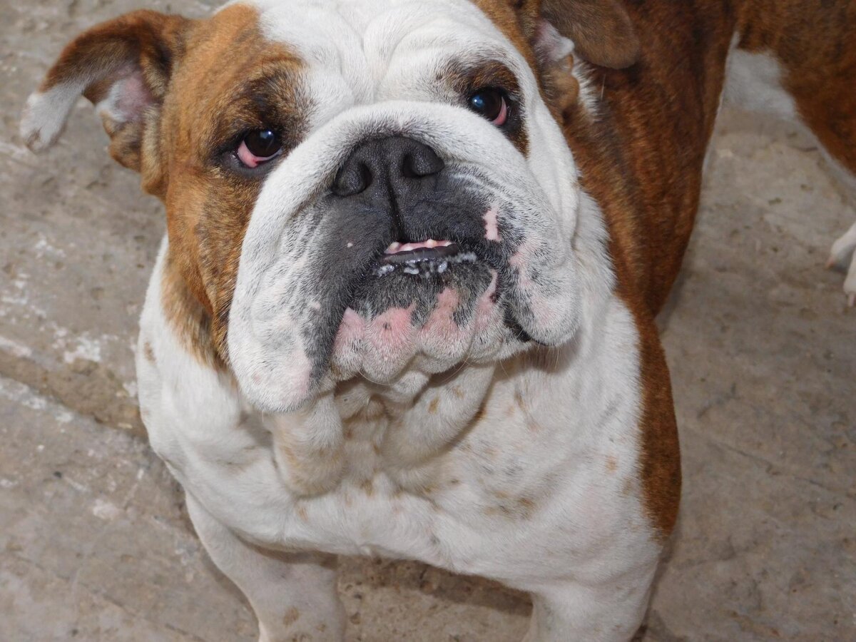 Английский бульдог по кличке Наваир Госпожа Удача (дома Буля). Личное фото канала Октаэдр.
