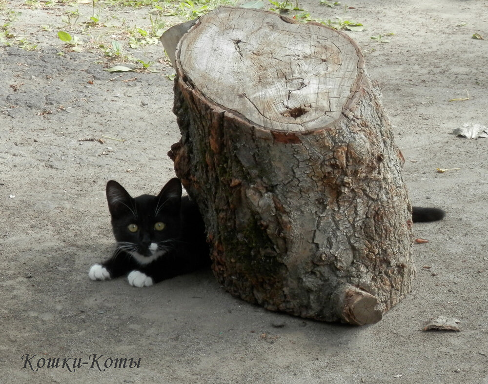 Ну, разве ж он не плюшевый? 