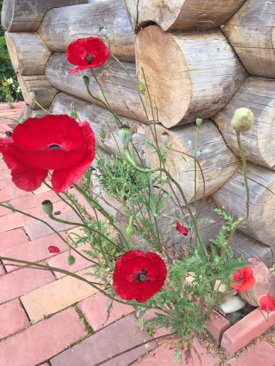 В деревне у колодца) 