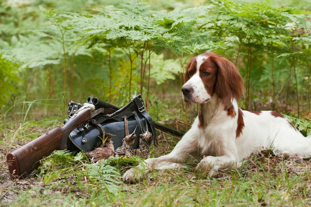 Лесной кулик объект спортивной охоты