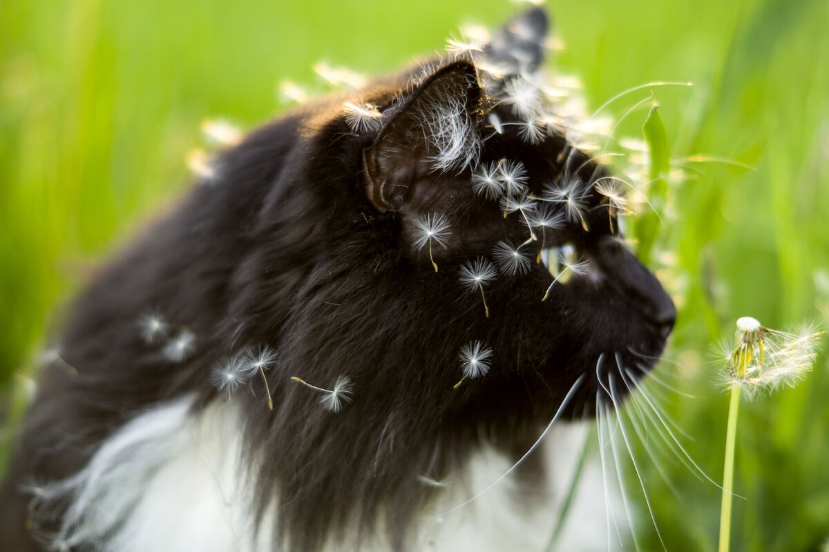 Источник фото: https://i.pinimg.com/originals/a1/0e/e9/a10ee94767f063c2d072530578b80838.jpg