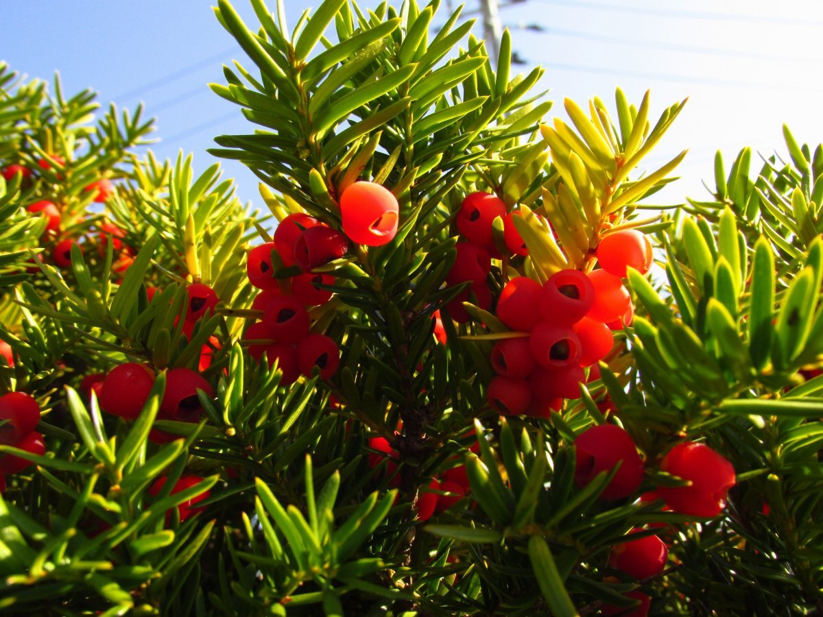 Taxus cuspidata