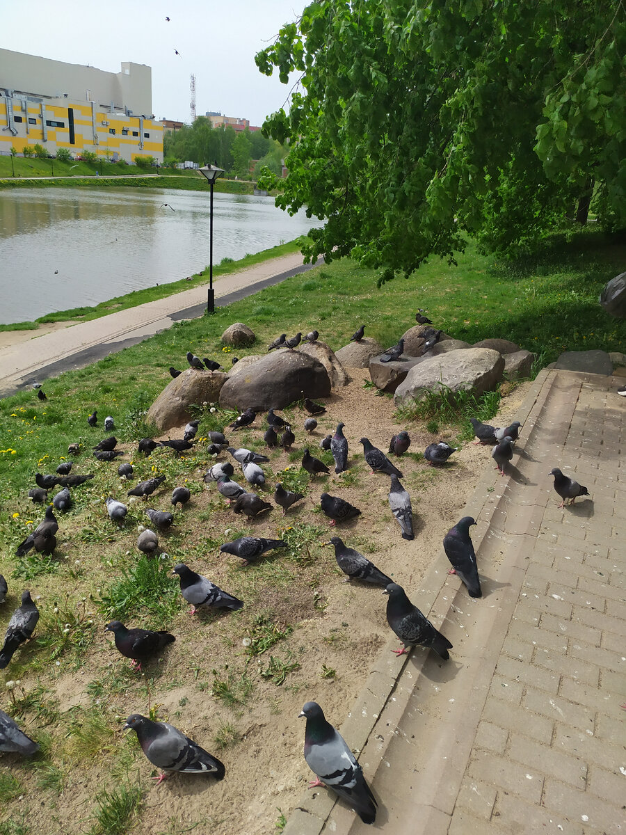 Голуби налетели,но я и их считать не стала!