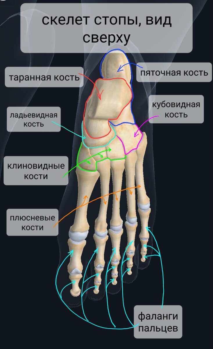 Кости стопы (плакат) ᐈ купить по низкой цене в интернет-магазине VSALON24