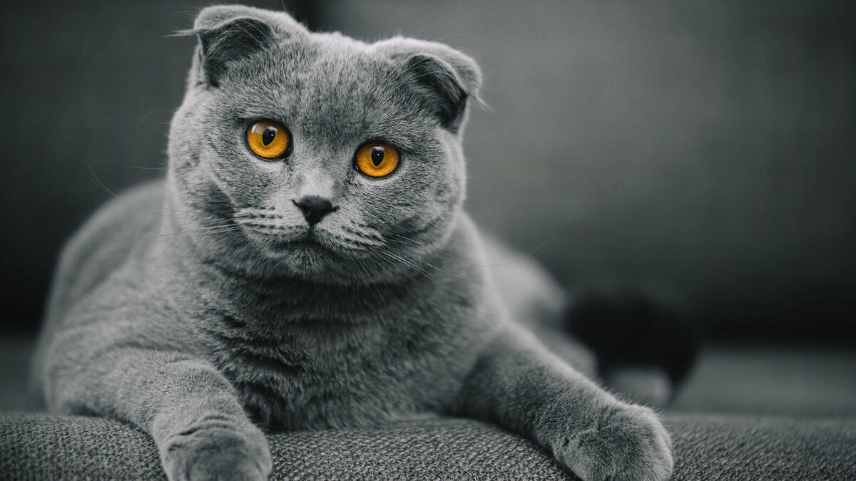 Шотландская вислоухая кошка (Скоттиш-фолд). Источник фото: porodysobak.ru