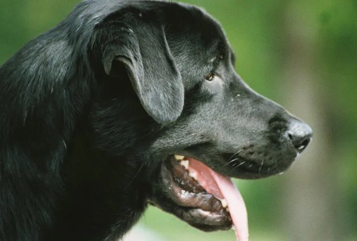 Почему собака часто открывает рот. Собака дышит. Лабрадор с высунутым языком. Учащенное дыхание у собаки.
