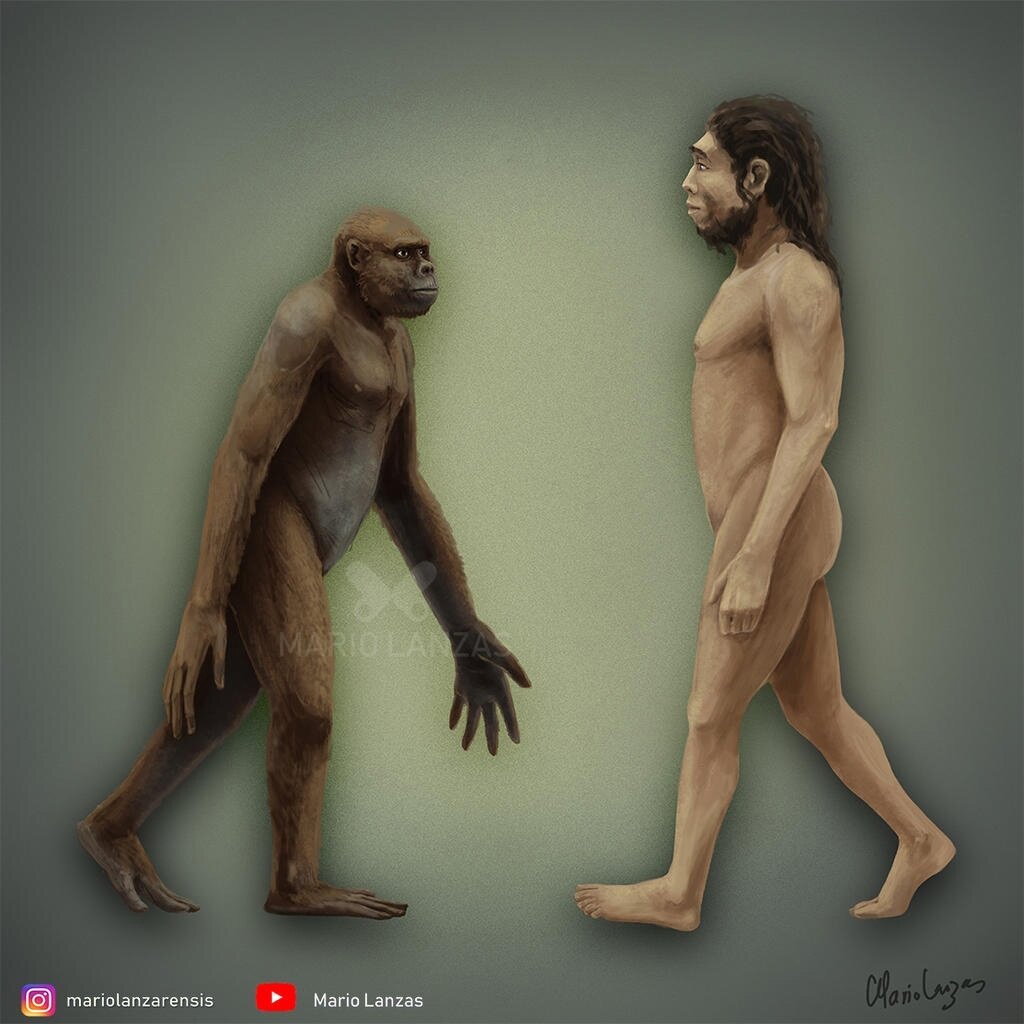 Ардипитек (Ardipithecus) - один из возможных древнейших предков современног...