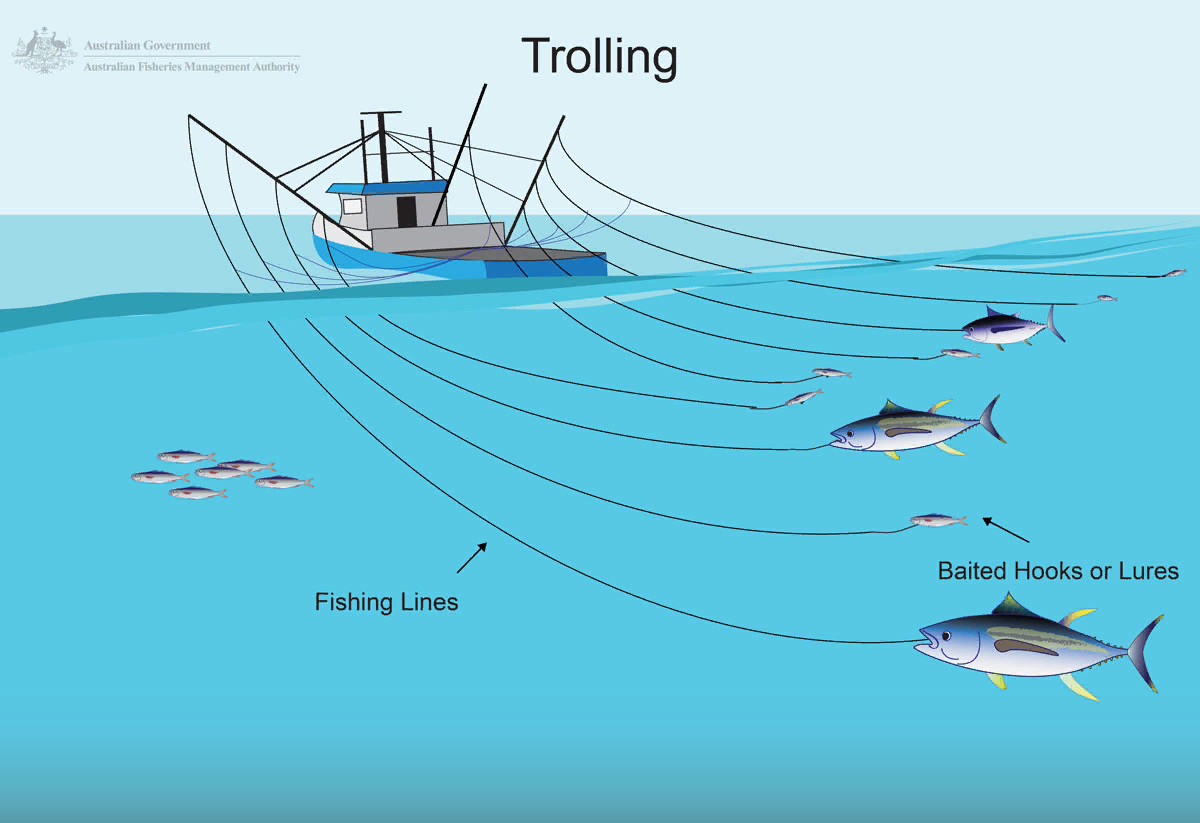 Это рыбалка, фишинг, методом троллинга. :) Картинка из свободного доступа
