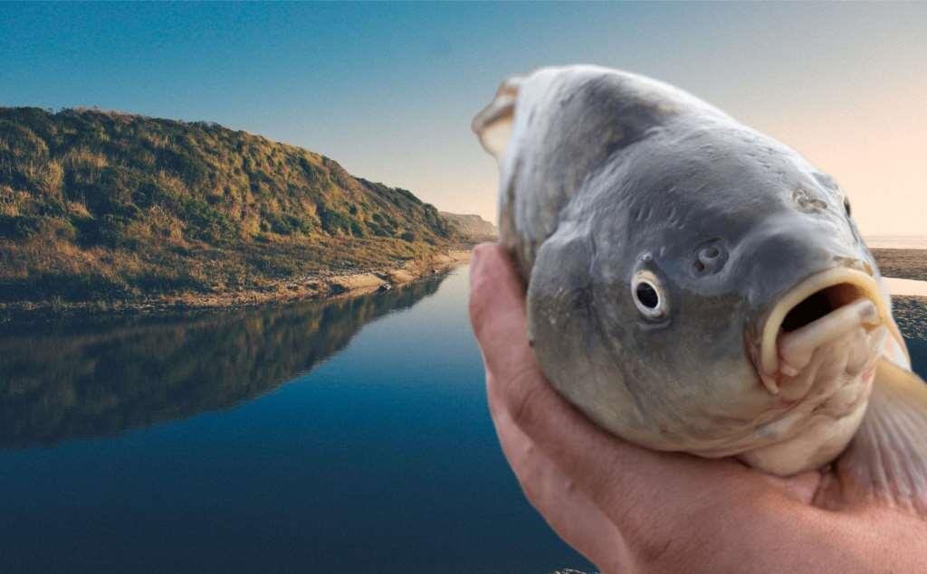 Россия богата водными ресурсами: 3 океана, 15 морей, бессчётное количество рек и озёр. По вылову рыбы наша страна находится на 4-5 месте на мировом рынке.