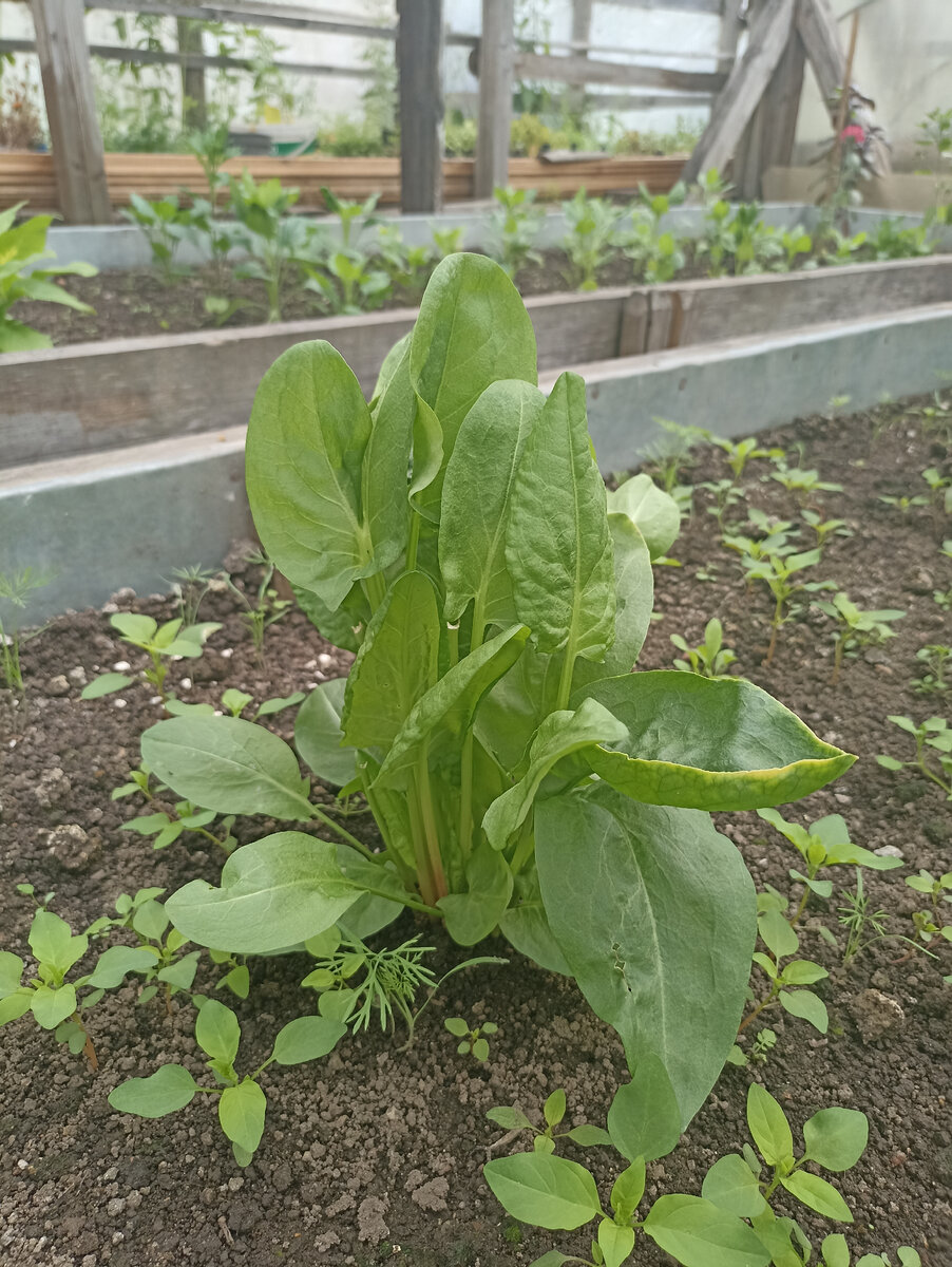 Это уже второй урожай щавеля за этот год. Первый уже частично съеден, а частично в морозилке