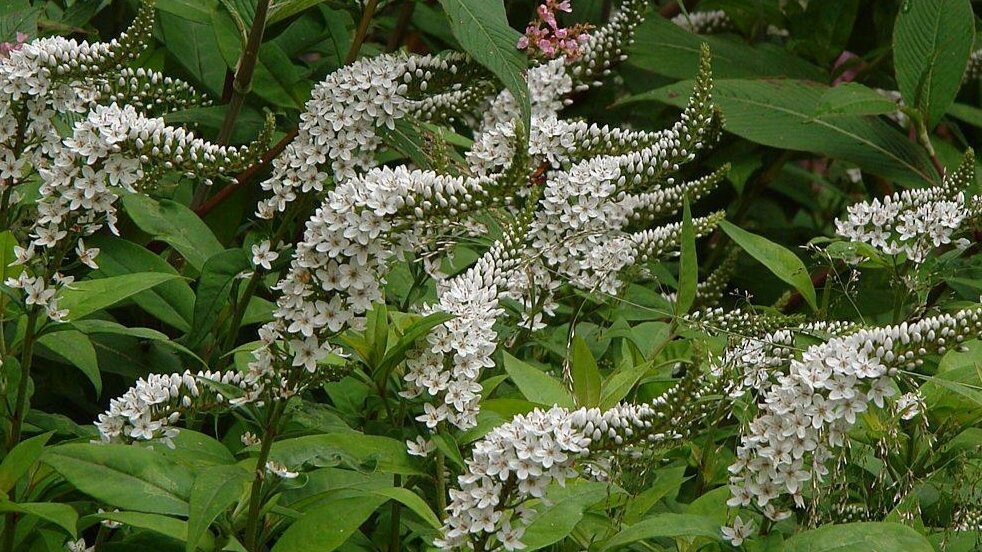 Вербейник Clethroides