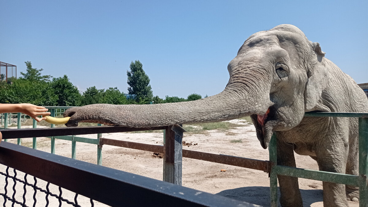 Слон в парке "Тайган" (Крым)