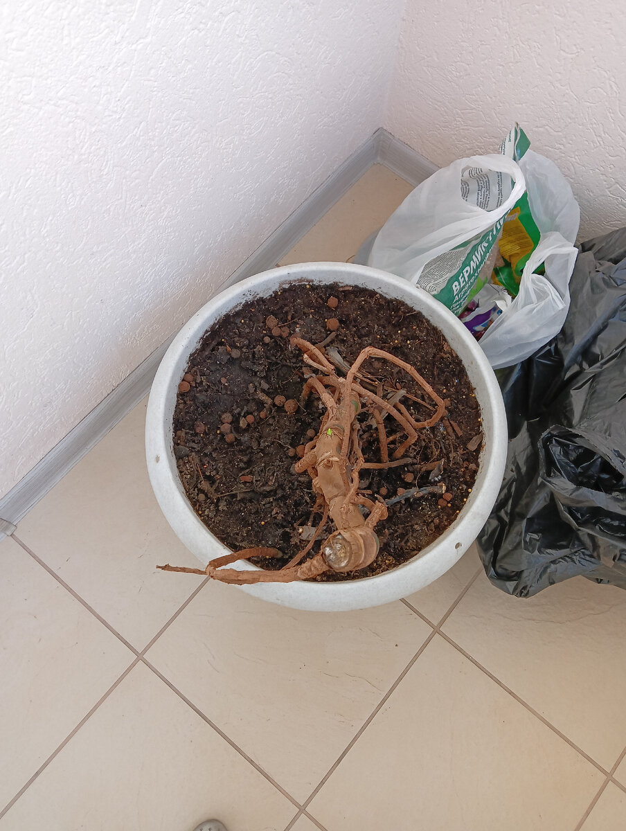 Каряга от монстеры