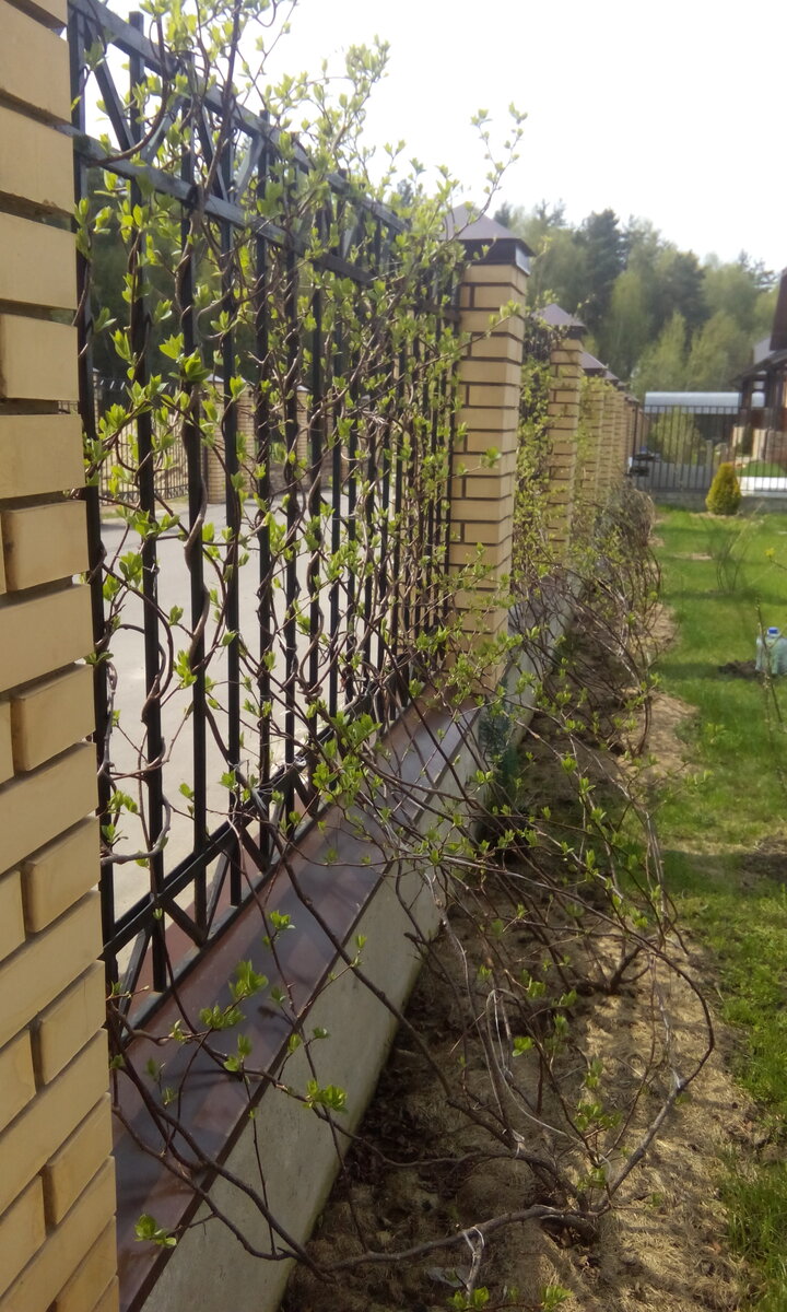 Актинидия фото конец апреля 2019