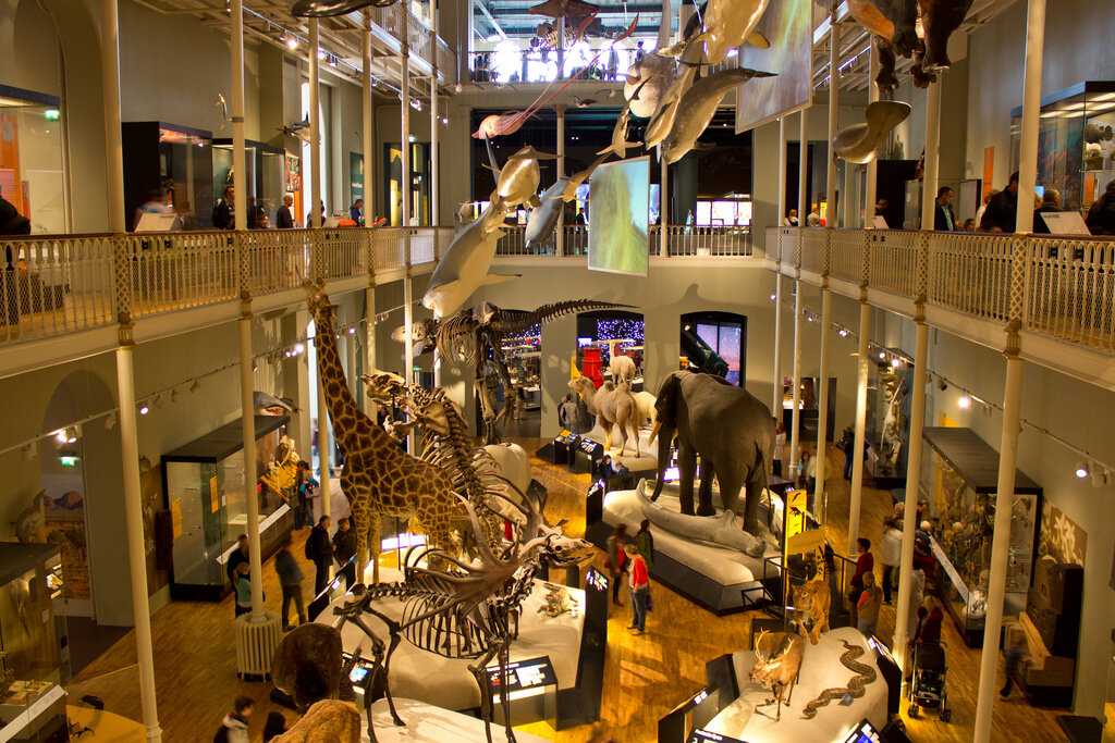 Edinburgh museum. Национальный музей Шотландии. Эдинбург национальный музей. Национальный музей Шотландии экспонаты. Museum of Edinburgh внутри.