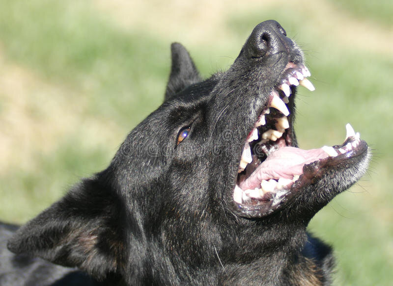 Зубы взрослой собаки