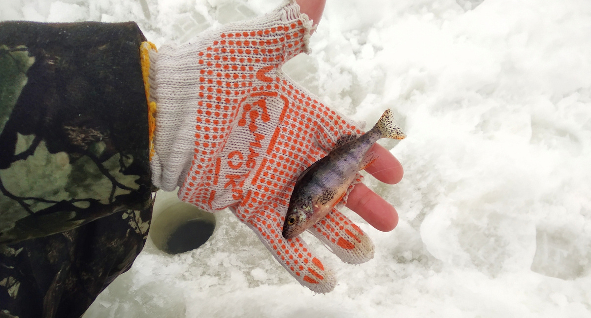 Первый отцовский окунь