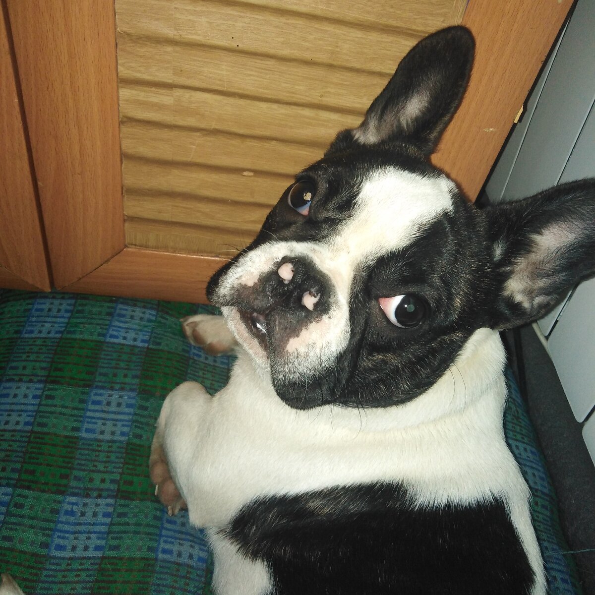 Нашей Асе 7 месяцев