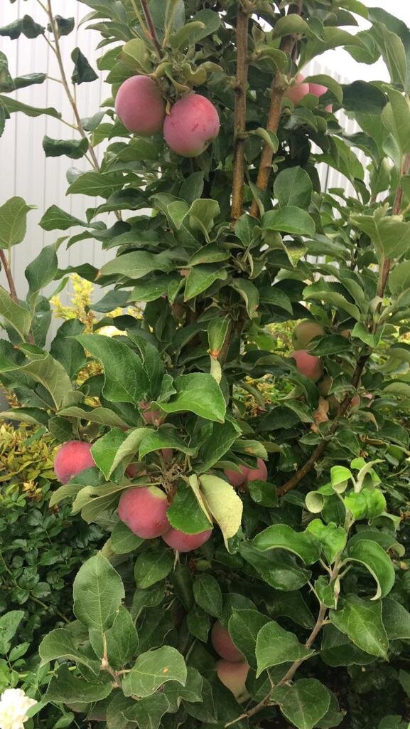 Яблоня Аркаим прекрасно чувствует себя в миксбордере. Фото август 2020 г.