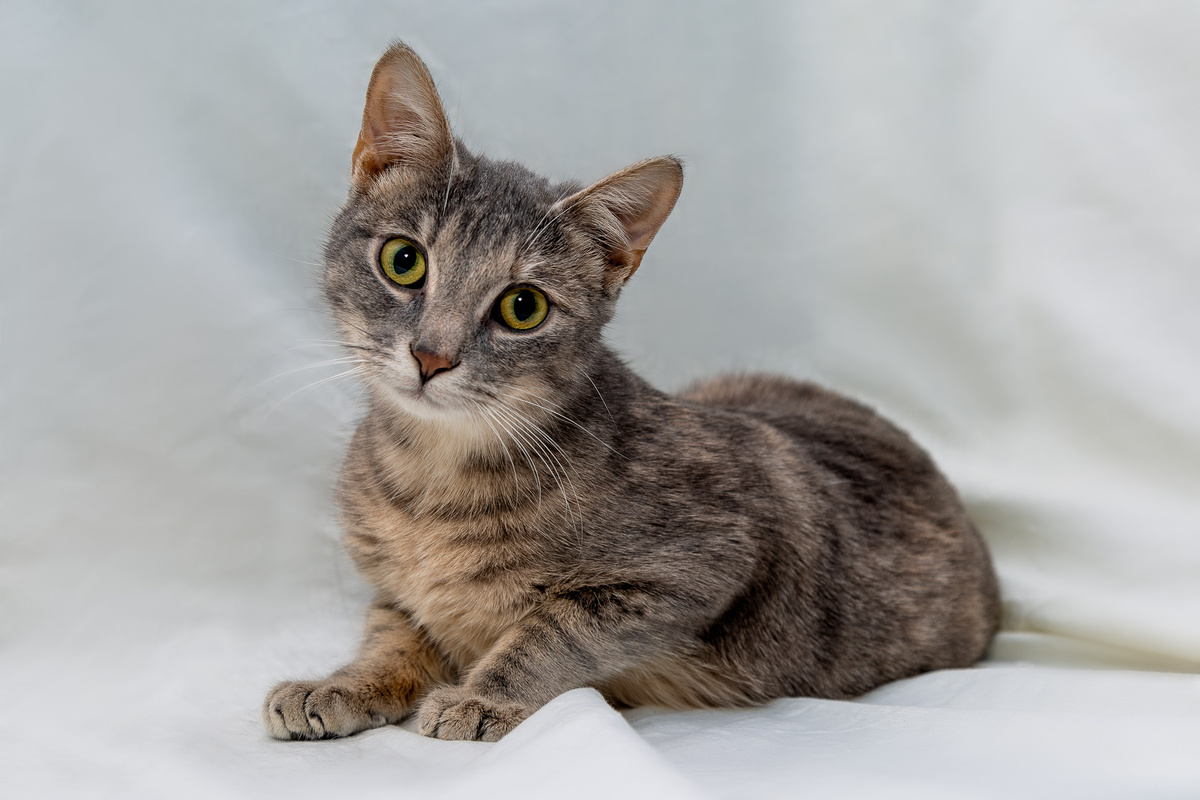 Грациозная красотка