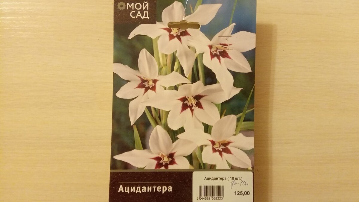 Вот такая красавица ацидантера - в пакетике десять клубнелуковиц. Листайте галерею
