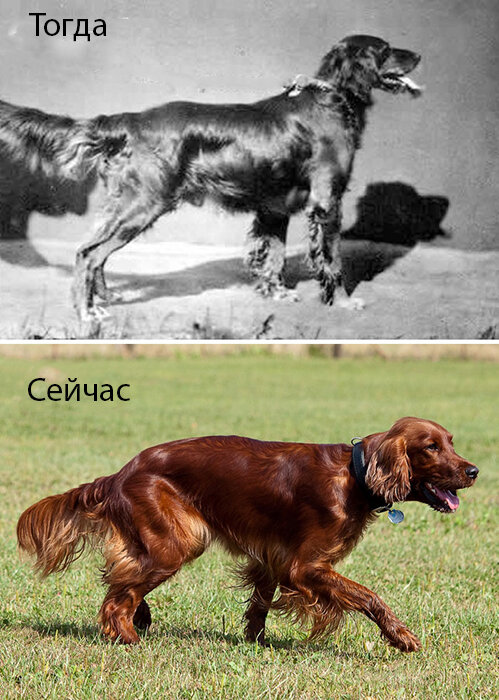 Как выглядели собаки 100 лет