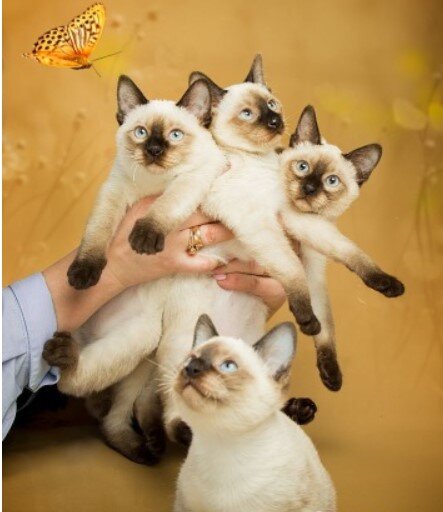  Фото предоставлено из телеграмм канала "Дерзкий кот" 