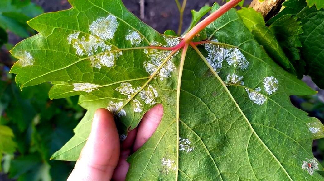 Фото проявления болезни под названием Милдью