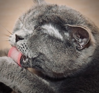 Вылизывание - это не только гигиеническая процедура, но и своеобразный кошачий релакс