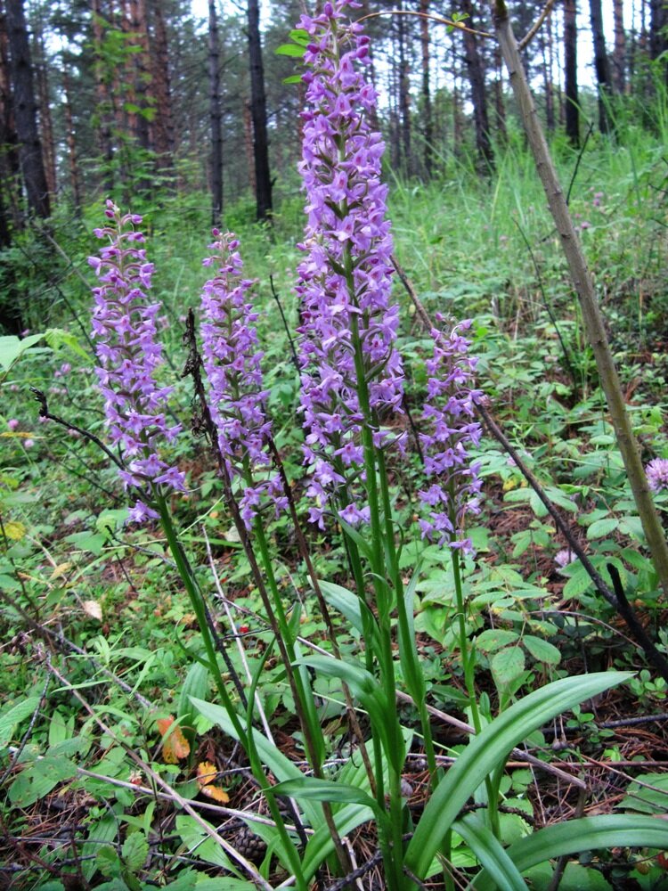 Кокушник длиннорогий