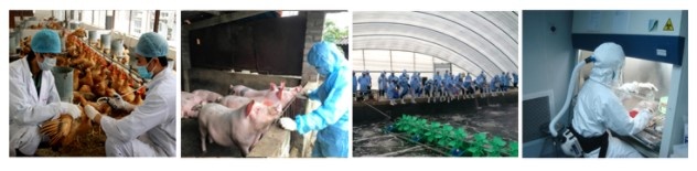 Фото с сайта Министерства сельского хозяйства и аграрного развития Вьетнама.