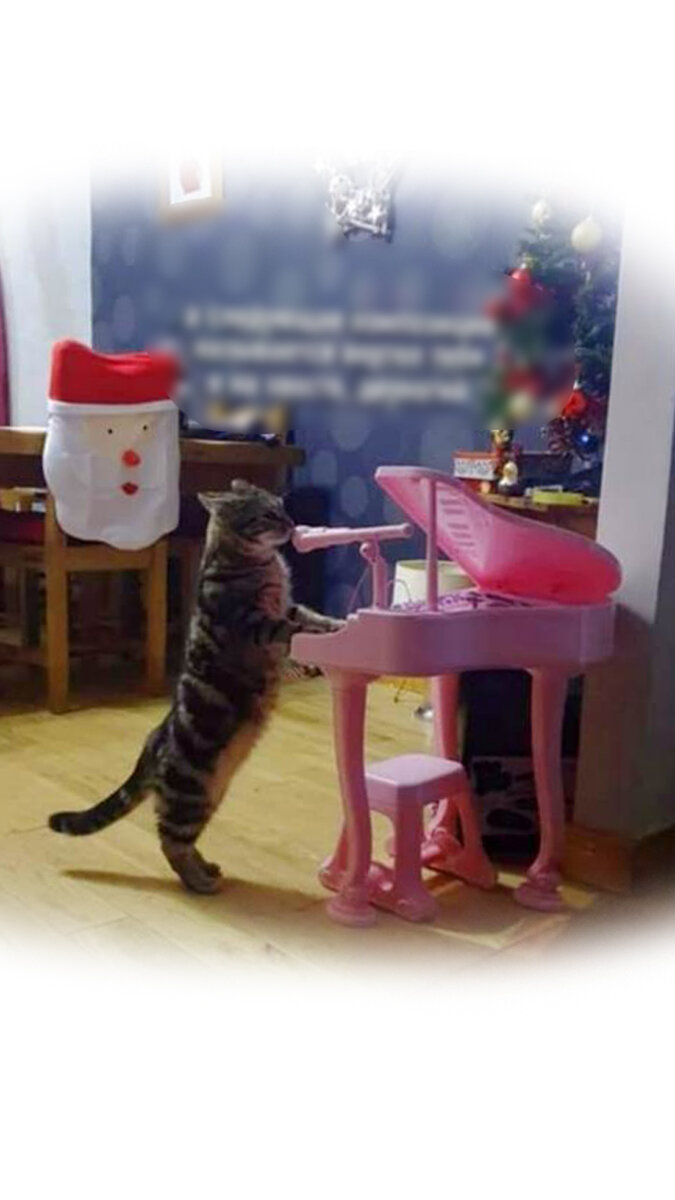 Владимирский Централ...миска съедена....