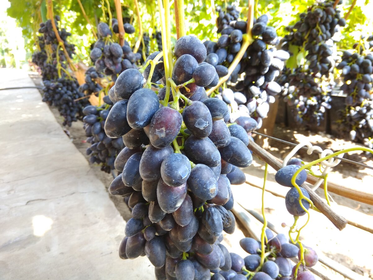 Milano grape. Рислинг АЗОС. Виноград сорт Чарос. Сорт винограда кетмон сопи.