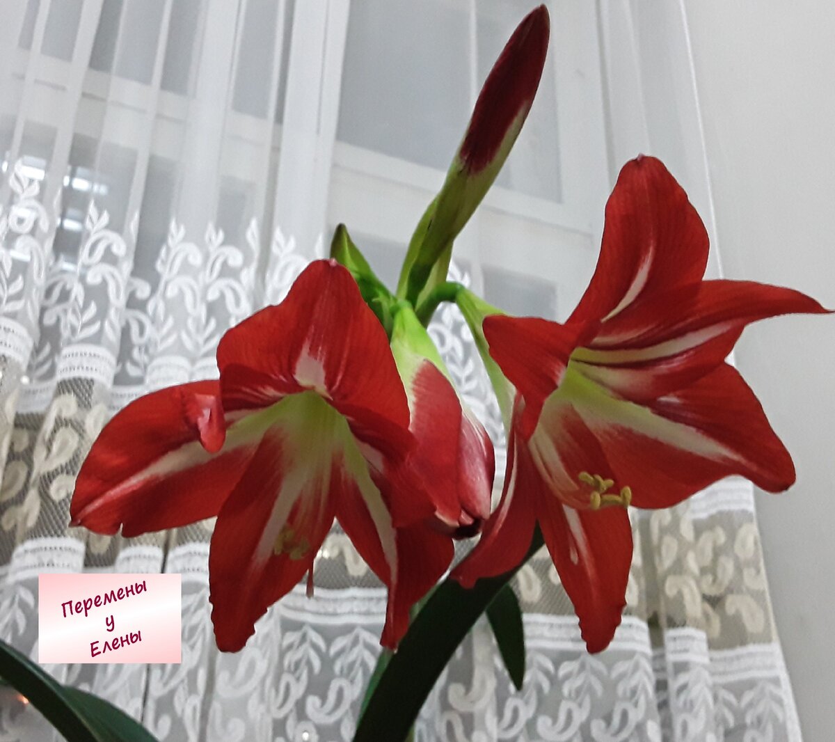 Граммофоны амариллисов